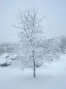 snow covered tree