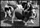 Dogs