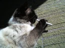 My smoker kitty
