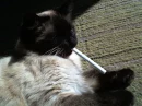My Kitty is smoking