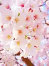 cherry tree flowers