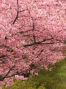 cherry tree