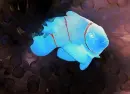 Inverted Fish