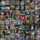 SIlly Cats