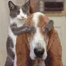 cats rule