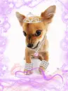 cute kawaii puppy dog