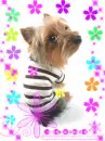cute kawaii puppy dog