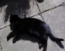 the cat