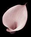 calla lily