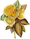 Gold Rose