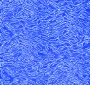 BLUE TIGER STRIPES