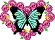 rosed butterfly