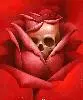 Skull Rose