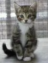 Kitty
