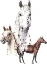 horse