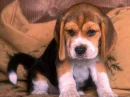 floppy puppy