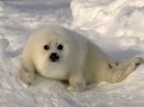 please don't hurt me 
