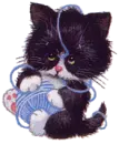 Kitten