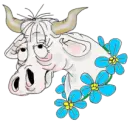 Cow ;)