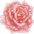 PINK ROSE