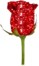 Red Rose
