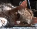 My kitty Butterfinger