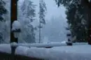 Camano Island Snow
