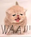 Crying kitty