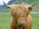emo  cow