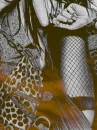 fashion girl