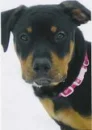 rottweiler pup