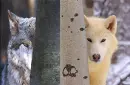 wolves