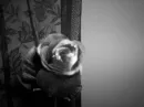 black rose
