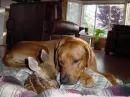dear and puppy awww