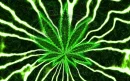 weed pot marijuana smoke up