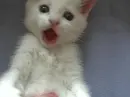 cat launch