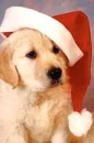 christmas puppy