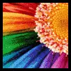 pretty flower