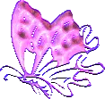 Pink Butterfly