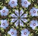 Rose of Sharon