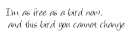 free bird