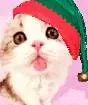 cUTE CAT