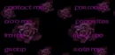 purple roses