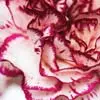 carnation