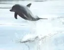 dolphin
