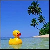 ducky!
