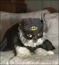 batman dog