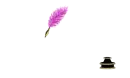perry purple sparkle brockscript