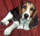  Basset hound buudy!