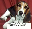  Basset hound #2